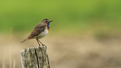 Geeel onverwachts kwam deze blauwborst op de paaltje zitten. Hij vloog al in de ronde en het wachten werd beloond toen hij even ging ruste.