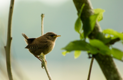 De dichte begroeiing is een goede schuilplaats voor de vogeltjes. Je hoort ze wel maar je ziet ze niet. Gelukkig voor mij ging deze winterkoning heel even "vrij" zitten.