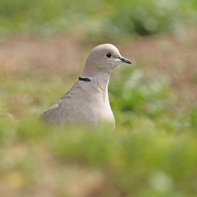 Tijdens het volgen van de zomertortel kwam deze turkse tortel ook nog even voor mijn lens poseren.