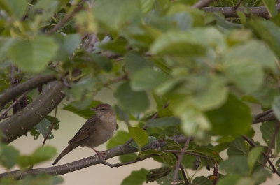 Nog even snel na het eten er op uit, In de verte hoor ik al het geluid van de Sprinkhaanzanger. Ik spitste mijn oren richting het geluid en wist er redelijk dicht bij te komen, Eerst zag ik alleen een klein weidopenstaand bekje maar later wist het prachtige vogeltje mooi te poseren!