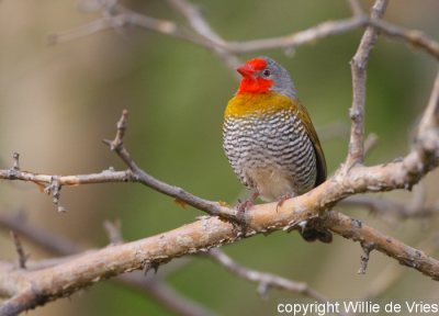 De weersomstandigheden in namibie zijn optimaal voor het maken van deze mooi gekleurde vogel