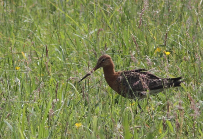 Struinend langs een kreekje, geduldig wachtte ik tot de vogel het weiland op ging. De vogel en de voorjaarsbloemen maken de foto tot een waar spekakel.