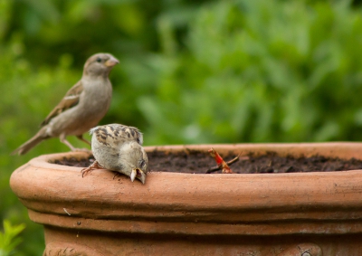 De afgelopen avonden volop genoten van de mussen in de achtertuin. Hopelijk volgen er deze zomer vele zwoele avonden. Foto genomen vanuit de luie stoel.