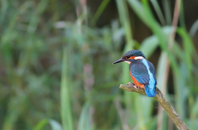 Even een avond besteed aan jonge ijsvogels bij de noorder plassen in Almere, en dit juveniel kwam redelijk dichtbij om een visje te vangen.