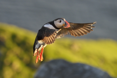 Het is toch behoorlijk lastig om landende papegaaiduikers te fotograferen als het erg mooi weer is. Ik plaats deze foto vanwege de houding en het laatste zonlicht op zowel vogel als achtergrond