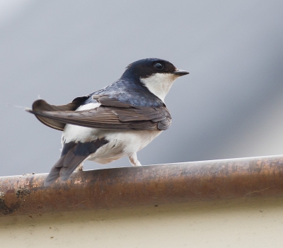 Het werk gecombineert met vogels. Tijdens de pauze was daar de huiszwaluw en dat was voor mij alweer een tijd geleden