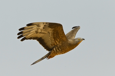 Wespendieven vastleggen in NL is niet eenvoudig. Op de trek zijn de vogels soms beter benaderbaar. De Negev is een bekende plek in begin  mei, maar vaak sta je er toch in  je uppie. Bijgaand een mooi exemplaar die even aan de grond kwam nabij Kibutz Elifaz , waar ik een week verbleef, en vervolgens verder  zweefde met zijn maten. Alles in een prachtige woestijn setting, zie ook http://www.pbase.com/otto1/honey_buzzard