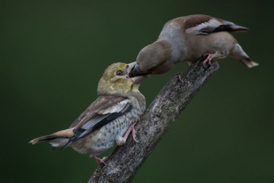 Vandaag hut nummer 3 van Han Bouwmeester bezocht, vlak voor mijn neus werd deze jonge appelvink door moeder gevoerd, prachtig om te zien.