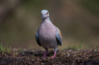 Ook deze Zomertortel was even op bezoek bij hut nummer 3 van Han Bouwmeester. In een fractie van een paarseconden was hij er en ook gelijk weer weg, jammer ik had graag een plaatje van opzij gemaakt.