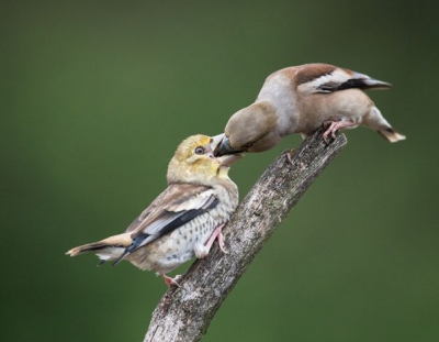 Hier de aangepaste versie van deze voerende Appelvink, die ik fotografeerde in hut 03 van Han Bouwmeester.