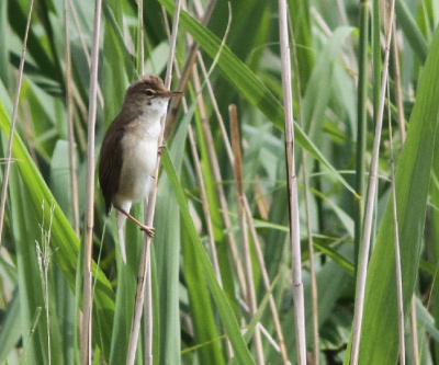 Zonnetje in de rug, gescheiden door een vaartje ervaarde de vogel geen argwaan.