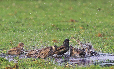 Voordeel van al die regen....... je kunt met het hele gezin in bad! De zon kwam er nog even mooi door en dat gaf het plaatje wel kleur.