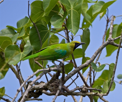 Bij het struinen door het struikgewas ineens het gezang van deze bladvogel, een niet veel voorkomende vogel op Sri Lanka. Heb enkele plaatjes kunnen maken.