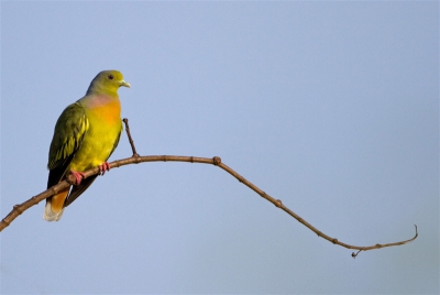 Een van de mooiste duiven op aarde, genot om naar te kijken. Vond zelf deze uitsnede wel passen.