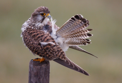 Het was die dag een beetje miezerig en de torenvalk nam alle tijd,  stoorde zich niet aan mij, en zij was foto geniek.