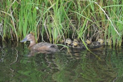 Fietsend door de polder verrast door deze hier zeldzame broedvogel.