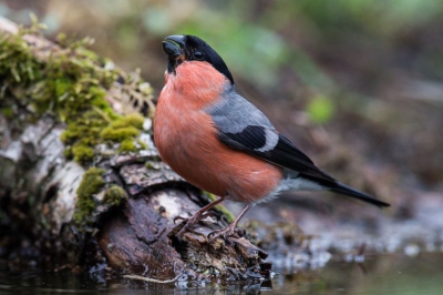 Deze Goudvink had net water gedronken, een prachtige vogel, die er wat sullig uitziet, maar altijd allert en waakzaam is.