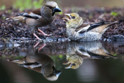 Nog een plaatje uit de serie Appelvink, het kan er allemaal maar net op.