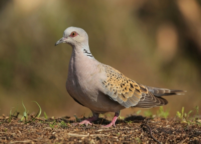 Ook ik heb een dag mogen genieten in HBN-hut 3, het was warm en dat leverde veel drinkende en badderende vogels op. De zomertortel liet zich heel even zien tot mijn grote vreugde.