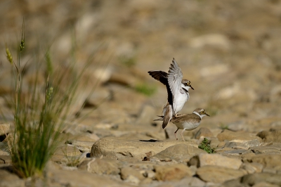 De rivierbedding is bijna drooggevallen en dat biedt de Kleine Plevier de mogelijkheid een nest te bouwen tussen de keien. Niet eerder zag ik het uitgebreide baltsgedrag, gevolgd door de paring; waarvan deze opname. Een hele beleving.