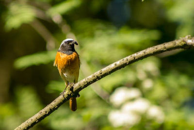 Persoonlijk vind ik dit 1 van de mooiste zangvogels van NL. Voor het eerst dat ik hem in het echt heb mogen aanschouwen. Een prachtvogel!