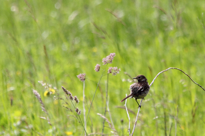 Tijdens een bezoekje aan de Maginot linie in de Franse Ardennen zag ik dit vogeltje mooi vrij zitten. Volgens mij is het een roodborsttapuit (juveniel?) Op andere foto's een iets rossige borst en de pootjes en snavel doen mij ook aan deze soort denken (al ben ik hier niet helemaal zeker van).