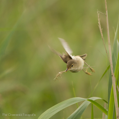 Vanuit de vogelhut in natuurgebied Easterskar.
Wat mij aanspreekt in dit beeld is de beweging en de diagonale richting.