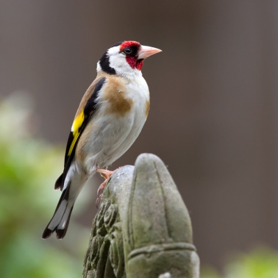 De Putters komen al maanden in onze tuin. Ik vond deze Putter er wel mooi statig voor zitten op een tuinbeeld. 
Met vriendelijke groet, Inge