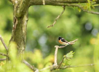 Nog eenmaal door het AWD gewandeld, want binnenkort hebben we gezelschap van een duitse viervoeter tijdens de wandelingen, tja en die zijn nou eenmaal niet welkom in het AWD. Deze roodborsttapuit zat heerlijk te genieten van het teruggekeerde zonnetje.