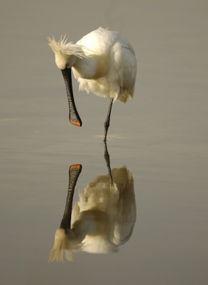 Deze foto heb ik reeds enkele jaren terug gefotografeerd. Was die morgen heel vroeg opgestan om naar de uitkerkse polders te gaan. Daar aangekomen was alles nog rustig en vanuit de vogelkijkhut kon ik deze lepelaar fotograferen. Windstil waardoor de weerspiegeling 100% was. Heb er mooie foto's aan overgehouden