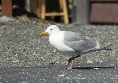 Deze meeuw liet een schelp van grote hoogte op het asfalt van de camping vallen om hem vervolgens leeg te slobberen. Groeten Eelco.