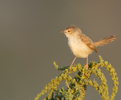 Op vakantie in Israel geweest,wat cultuur opsnuiven. Bijzonder land. De apparatuur natuurlijk meegenomen,bij de douane koffer en rugzak moest helemaal leeg,het is nu eenmaal een streng beveiligd land. Het vogel seizoen is eigenlijk voorbij daar. Toch een paar plekjes gevonden om een paar soorten te fotograferen zoals dit piepklein vogeltje. nog nooit van de naam gehoord. Smorgens vroeg er op uit want overdag  was het bloedheet ongeveer 40 gr. niet te doen.