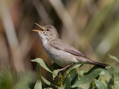 <i class='fa fa-user'></i> Theo van Orsouw | Oostelijke Vale Spotvogel  <i class='fa fa-eye'> 150</i>   <i class='fa fa-comment-o'> 2</i>