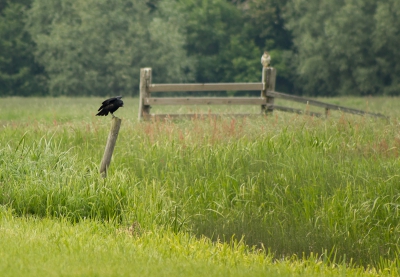 Hier beiden vredig op een paaltje, maar dat duurde niet lang. Toen de buizerd opvloog zette de kraai de achtervolging in, een bekend beeld.