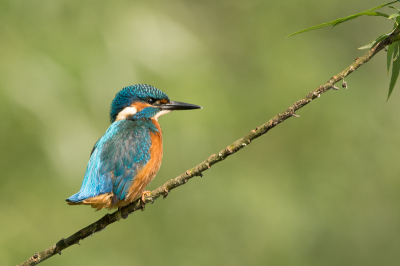 Na af en toe een keer een glimp van een IJsvogel te hebben gezien had ik vanmorgen wel heel veel geluk. In m'n eentje in een observatiehut en ineens kwamen ze vlak bij me zitten. Twee IJsvogeltjes waar ik zeker twee uur lang van heb kunnen genieten. Beetje vissen, beetje zitten.....  Wat zijn ze mooi !