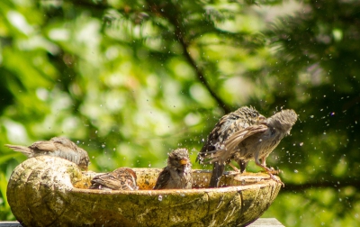 Dagelijks komt familie Mus bij ons in de achtertuin een bezoekje brengen. Ze houden er een ritueel op na, want na wat gegeten te hebben nemen ze gezamelijk een wasbeurt in het waterbad, gevolgd door een zandbad om de parasieten en vogelmijt te verwijderen. Erg leuk om ze zo bezig te zien.