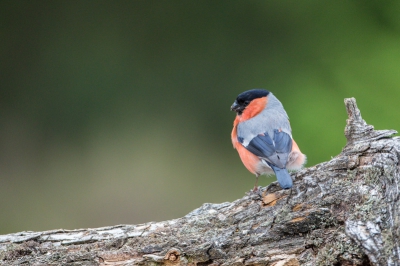 Foto is genomen vanuit vogelhut van Han Bouwmeester.
Leuk hoe je hierdoor veel vogels van dichtbij kan observeren!