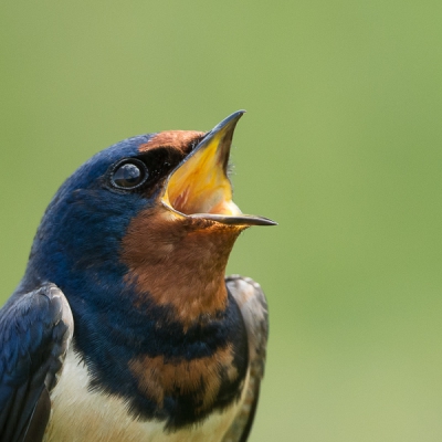 Deze boerenzwaluw zat met het hele gezin op een tak. De jongen waren al uitgevlogen en al net zulke luchtacrobaten als  hun ouders.