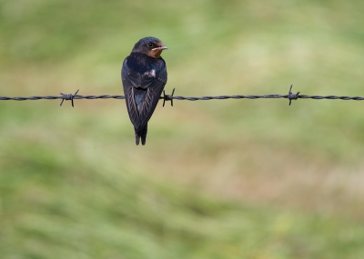 Een foto van een boerenzwaluw bij Elburg. Deze vogel bleef mooi zitten terwijl ik dichterbij kwam lopen waardoor ik deze foto kon maken.