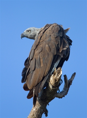 In het Nationale natuurpark Udawalawe kwamen we deze imposante Rivierarend tegen. Een prachtig natuurgebied met vele soorten roofvogels.