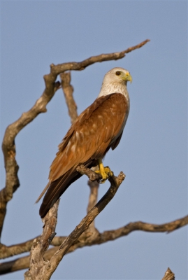 Een veel voorkomende roofvogel in Sri Lanka. Na wat mislukte pogingen om deze vogel vliegend te fotograferen lukte het uiteindelijk om hem zittend vast te leggen.