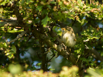 Verscholen tussen de takjes en bloemetjes met nog net het late zonnetje erop. Het decor is hier "neergezet" door de natuur zelf. De Fitis in z'n biotoop.