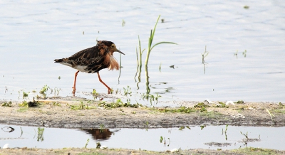 Bij het kijken en observeren van Tureluurs en Kluten kwam opeens deze vogel voor me lens. Klik op de foto.
Ik ben nog niet zon kenner dus thuis maar opgezocht en bleek dat het een kemphaan te zijn. Leer moment van de dag.