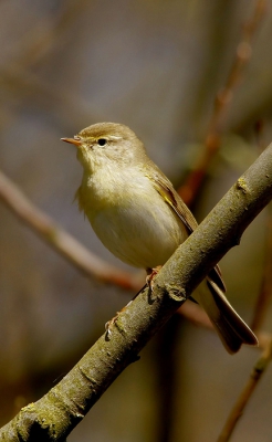 ik reed even geleden door een park en zag deze fitis zitten. normaal hebben ze mij in de gaten en zijn weg.
dit ik had ik geluk en zetten de fitis op de foto. dit is de zelfde foto als gisteren maar heb het formaat verbeterd.