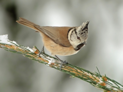 Nog 1 van mijn favoriete vogels van afgelopen winter.
Gr, Geert.