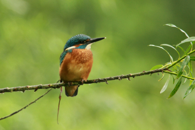 Mijn eerste ontmoeting met een ijsvogel. Een lang gekoesterde wens in vervulling gegaan. Deze in Flevoland vast kunnen leggen.