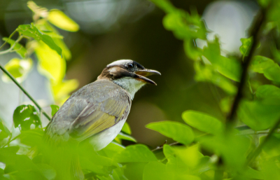 De eerste uit hopelijk een mooie reeks vogels in Taiwan, de Chinese Buulbuul, is een veel voorkomend soort. Foto genomen tijdens onze eerste bergwandeling net buiten de stad.