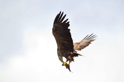 vorige week op zeearend trip geweest, je gaat da varen met een visserboot en de visser gooit vis overboord om de arenden te lokken , dit geeft prachtige actie foto's van de vogels. het is een mooie manier om deze grote vogels van dichtbij in actie te zien.