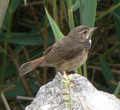 Pas bij thuiskomst zag ik dat dit een juveniele blauwborst was. het was omber weer aan de monding van de Seine. Leuke opname.