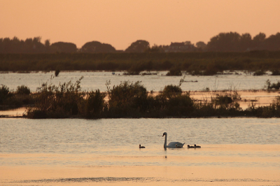 Een Knobbelzwaan met jongen tijdens de zonsondergang op het mooie eiland Tiengemeten.